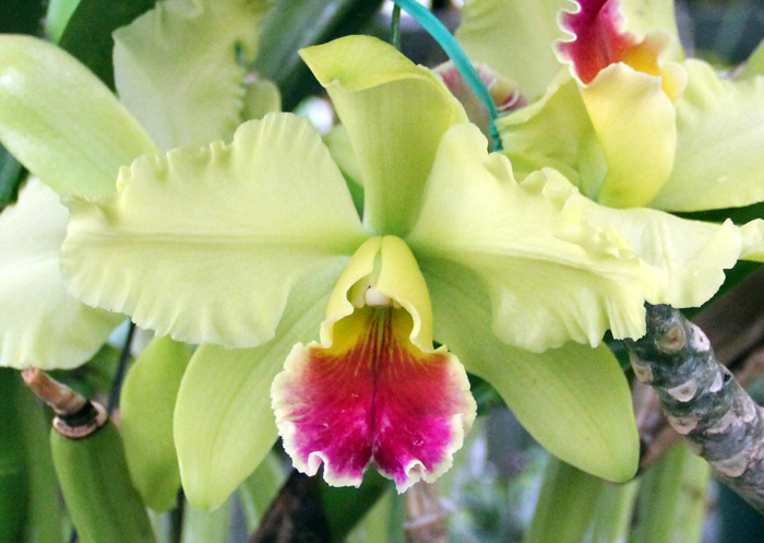 Blc.Memoria Heren Brown ‘ Sweet Afton